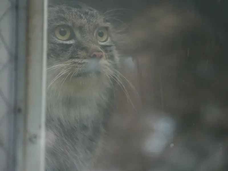 A photograph of Nar in Kobe Animal Kingdom