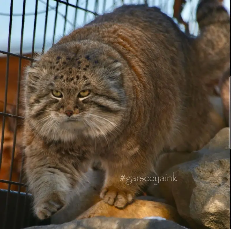 A photograph of a Pallas's cat