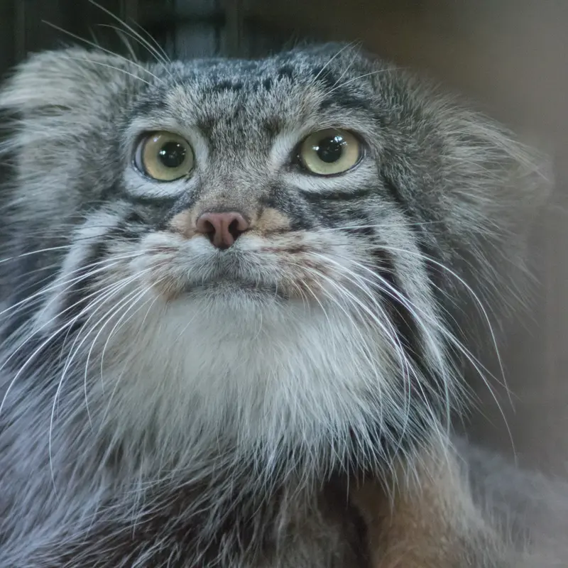 A photograph of Figa in Nogeyama Zoo