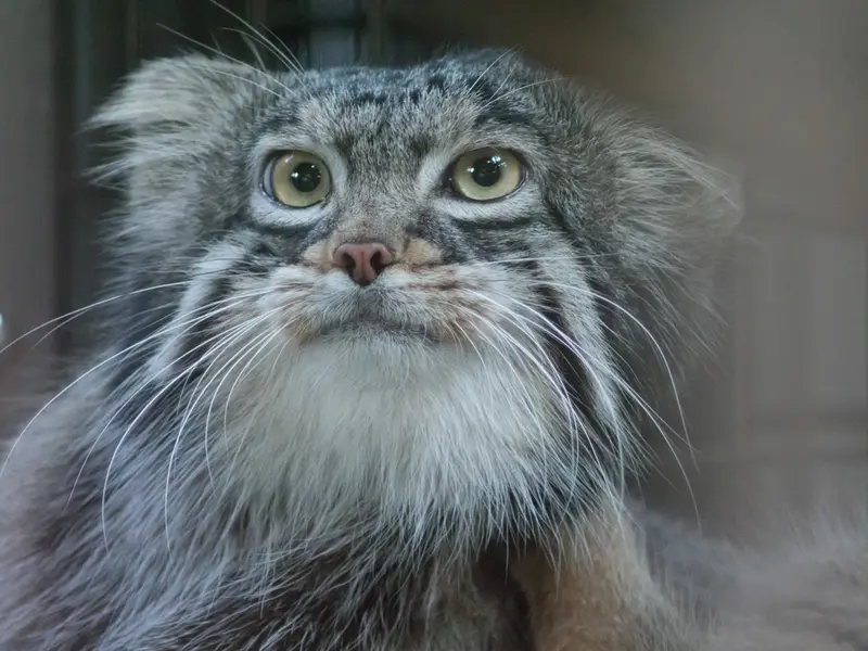 A photograph of Figa in Nogeyama Zoo