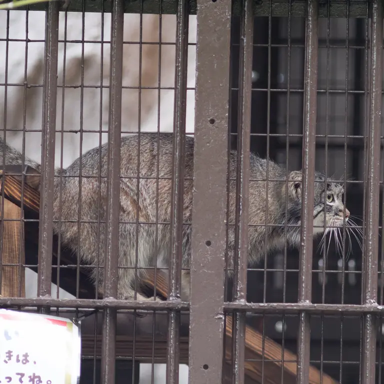 A photograph of Figa in Nogeyama Zoo