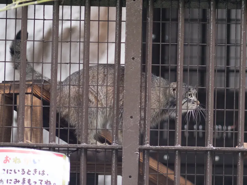 A photograph of Figa in Nogeyama Zoo