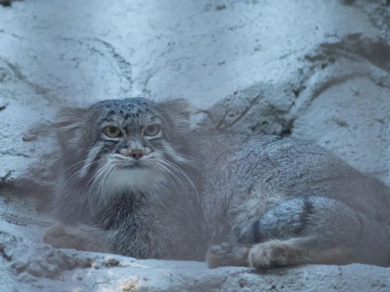 A photograph of Figa in Nogeyama Zoo