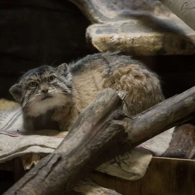 A photograph of Primula in Ueno Zoological Gardens