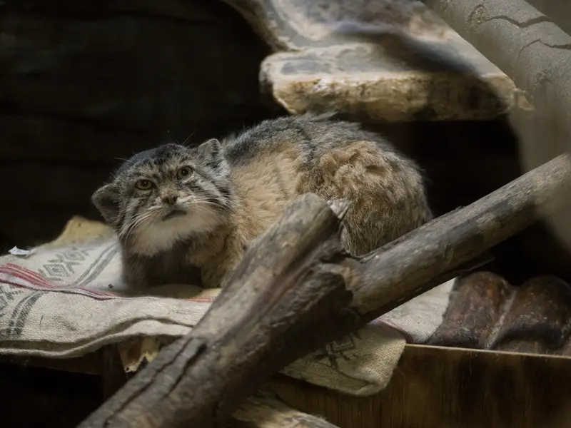 A photograph of Primula in Ueno Zoological Gardens