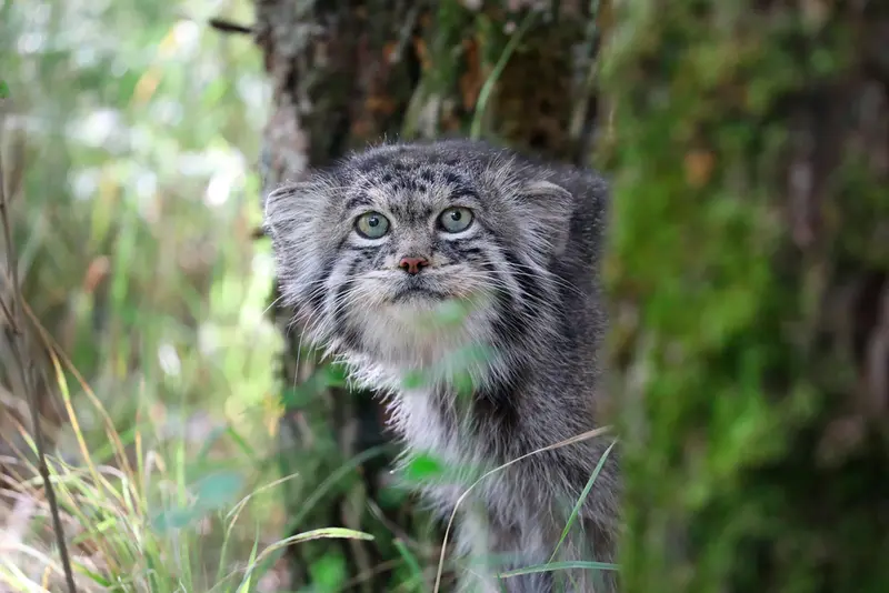 A photograph of Innokenty in Center for the reproduction of rare species of animals