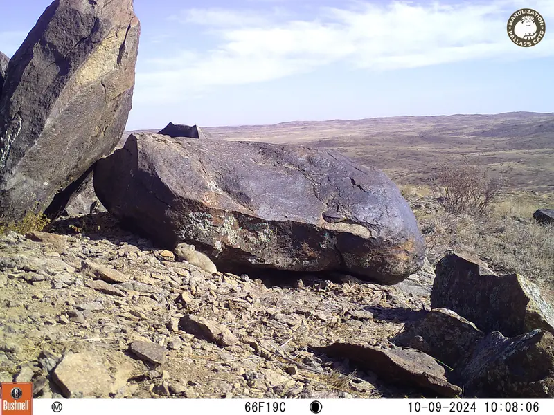 A photograph of Kazakh pika from Koshkar camera trap