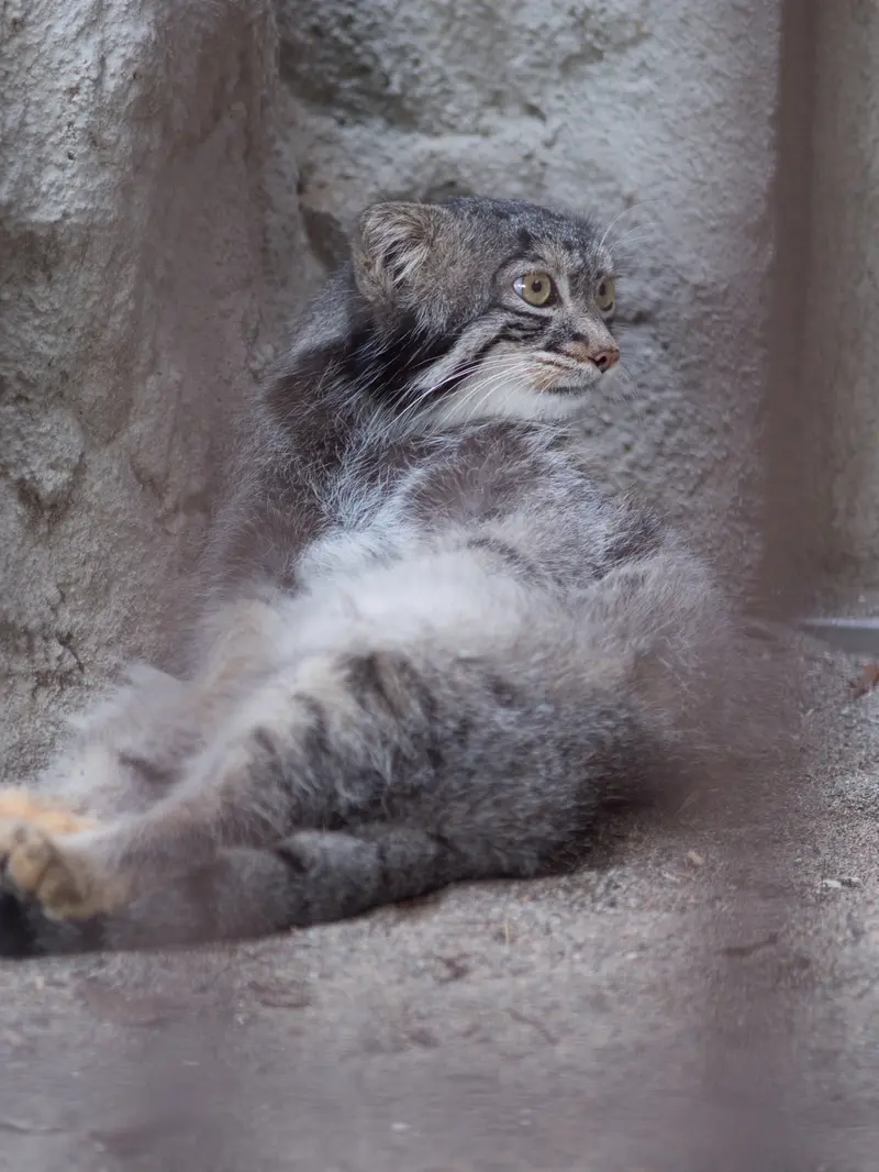 A photograph of Figa in Nogeyama Zoo