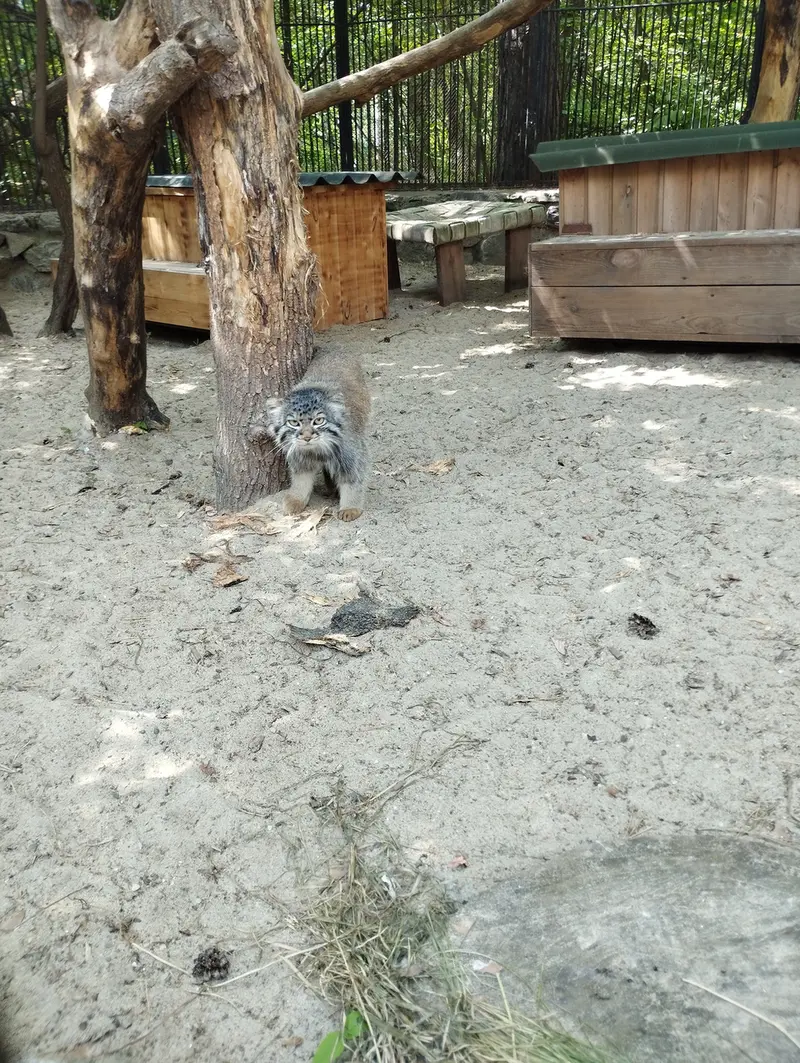 A photograph of a Pallas's cat in Novosibirsk Zoo