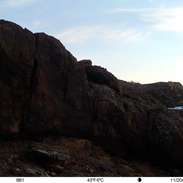 A photograph of Red fox from Aktas-Kunkora camera trap