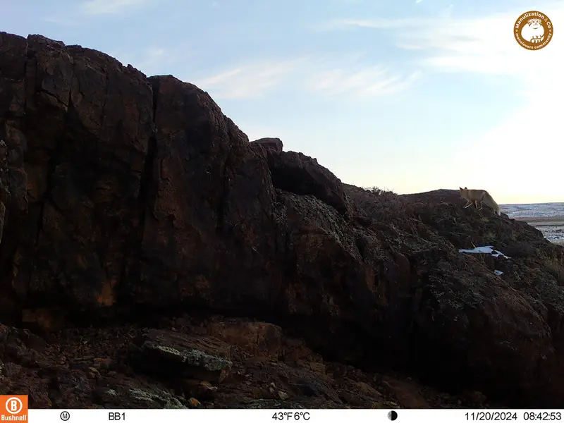 A photograph of Red fox from Aktas-Kunkora camera trap