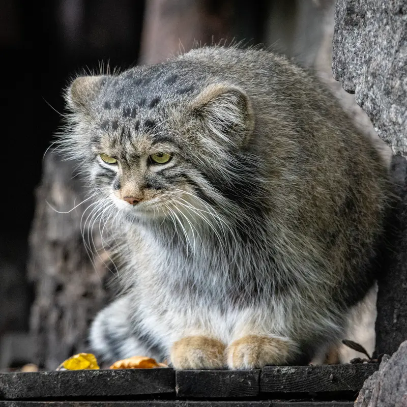 A photograph of Timofey in Moscow zoo