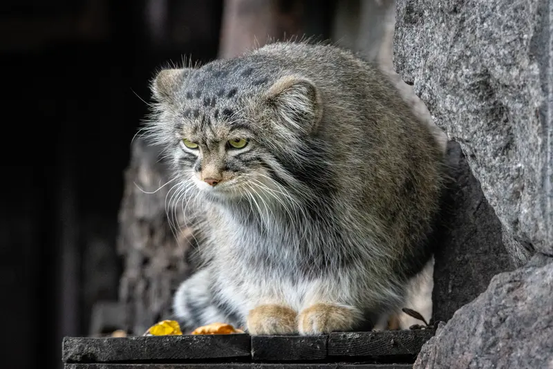 A photograph of Timofey in Moscow zoo