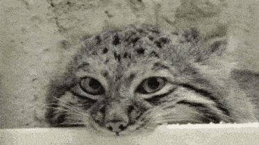 A photograph of a Pallas's cat