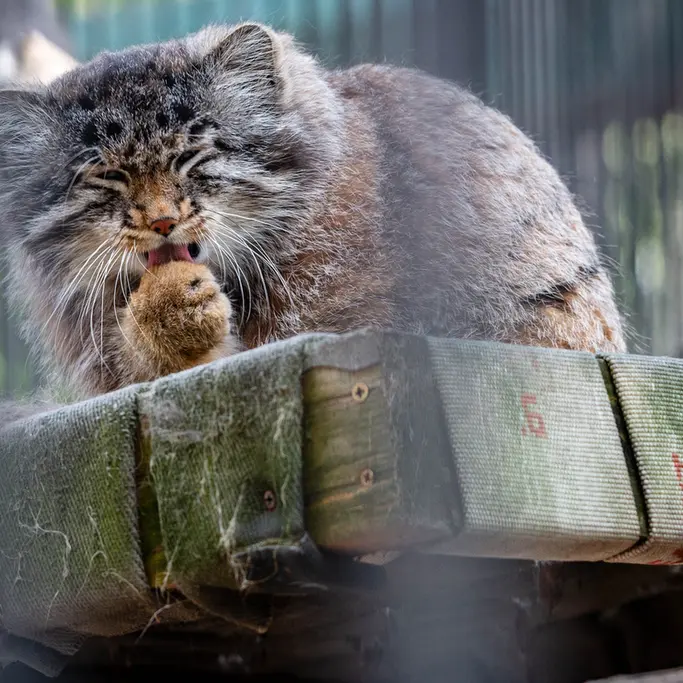 A photograph of Grey in Novosibirsk Zoo