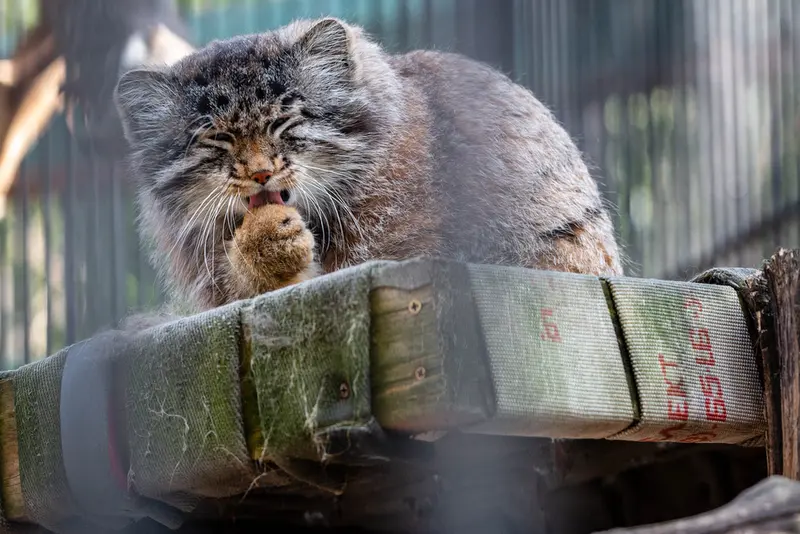 A photograph of Grey in Novosibirsk Zoo