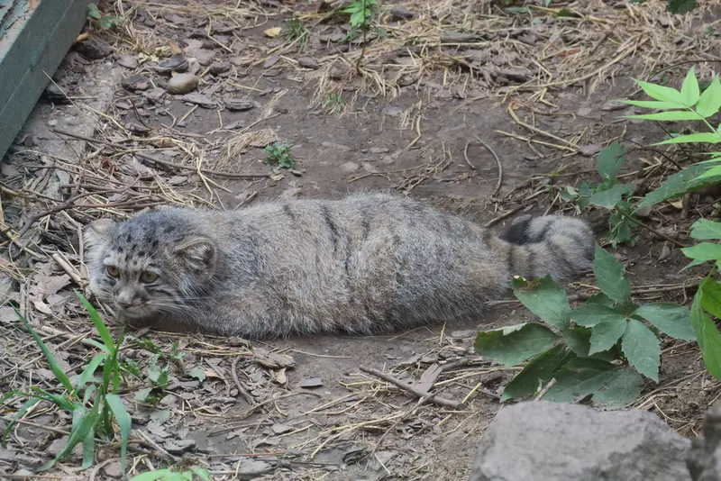 A photograph of Boris Ⅱ in Budapest Zoo & Botanical Garden