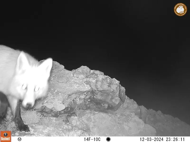 A photograph of Red fox from Besshoky 1 camera trap