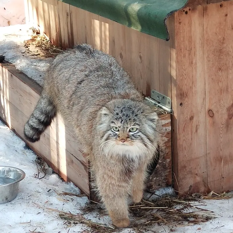 A photograph of a Pallas's cat in Novosibirsk Zoo