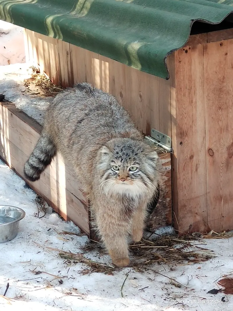 A photograph of a Pallas's cat in Novosibirsk Zoo