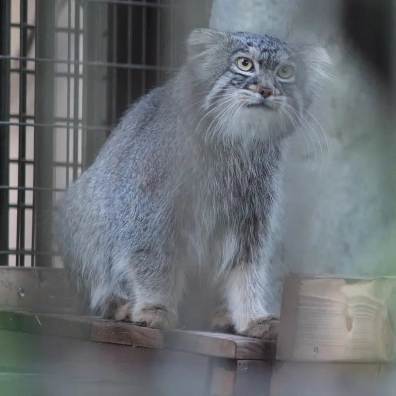 A photograph of Figa in Nogeyama Zoo