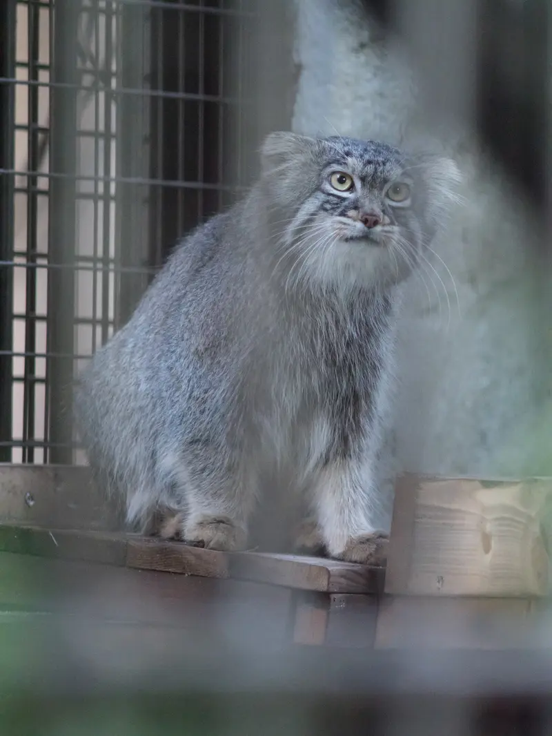 A photograph of Figa in Nogeyama Zoo