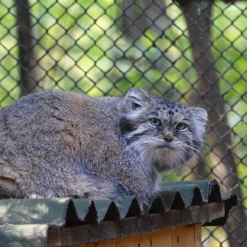 A photograph of Lastochka in Novosibirsk Zoo