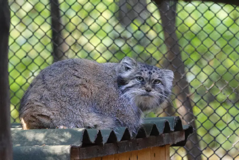 A photograph of Lastochka in Novosibirsk Zoo