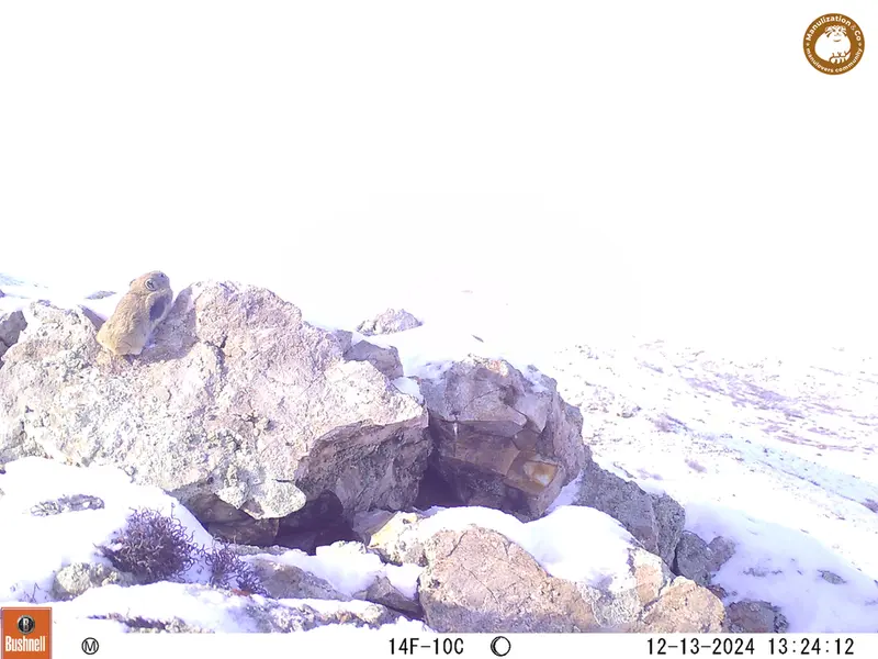 A photograph of Pika from Besshoky 1 camera trap