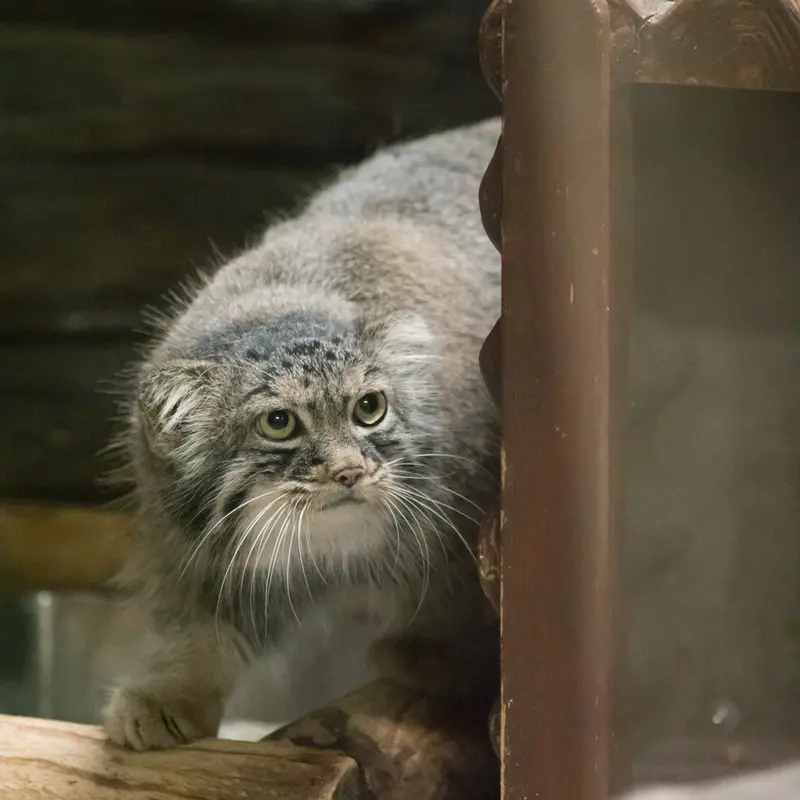 A photograph of Shafran in Ueno Zoological Gardens