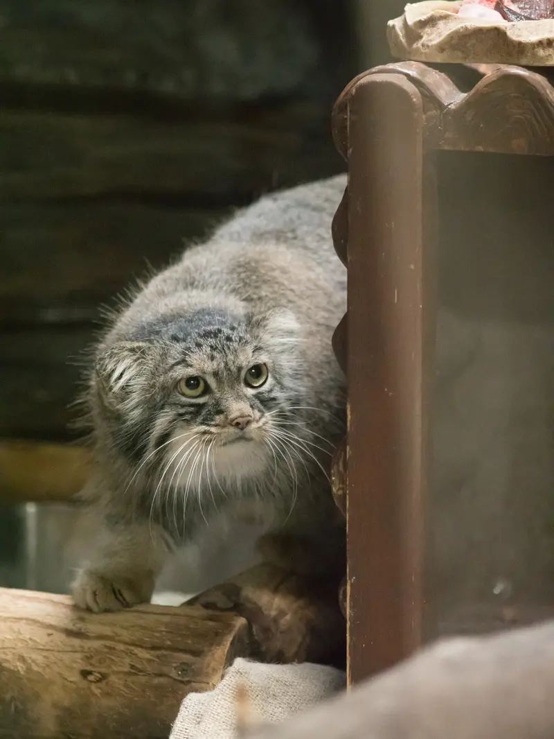 A photograph of Shafran in Ueno Zoological Gardens