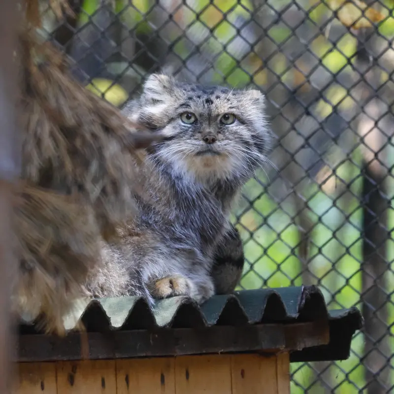 A photograph of Lastochka in Novosibirsk Zoo
