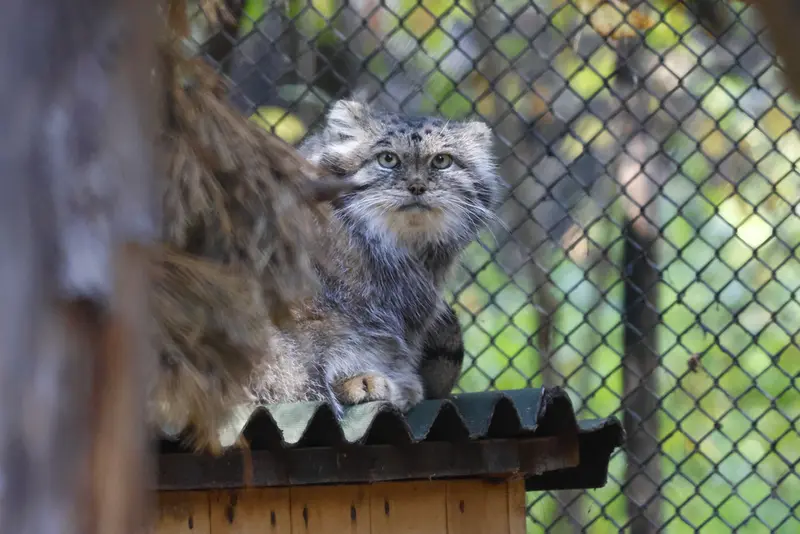 A photograph of Lastochka in Novosibirsk Zoo