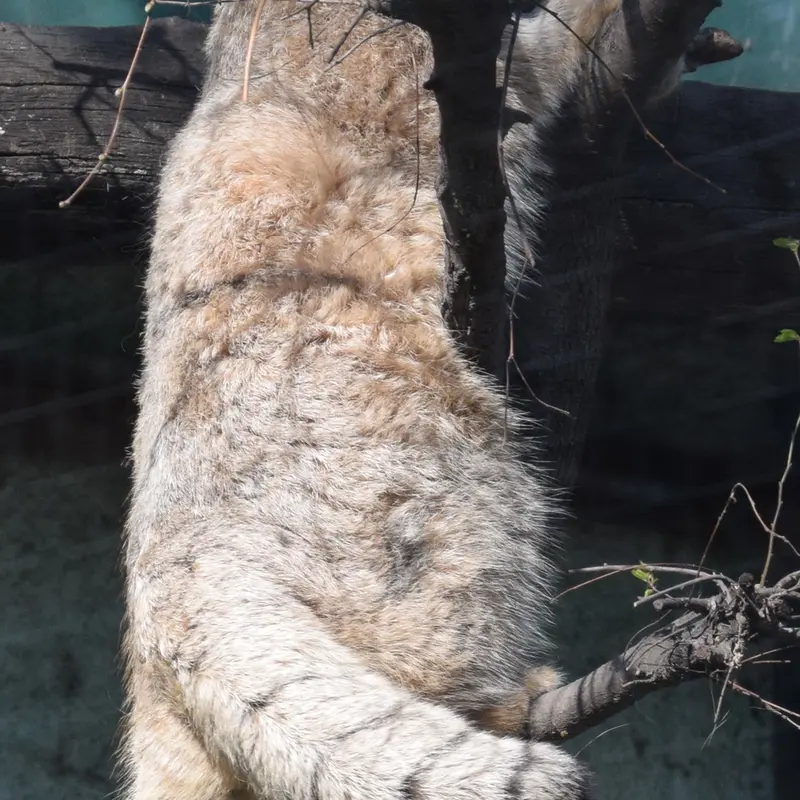 A photograph of Lucy in Budapest Zoo & Botanical Garden