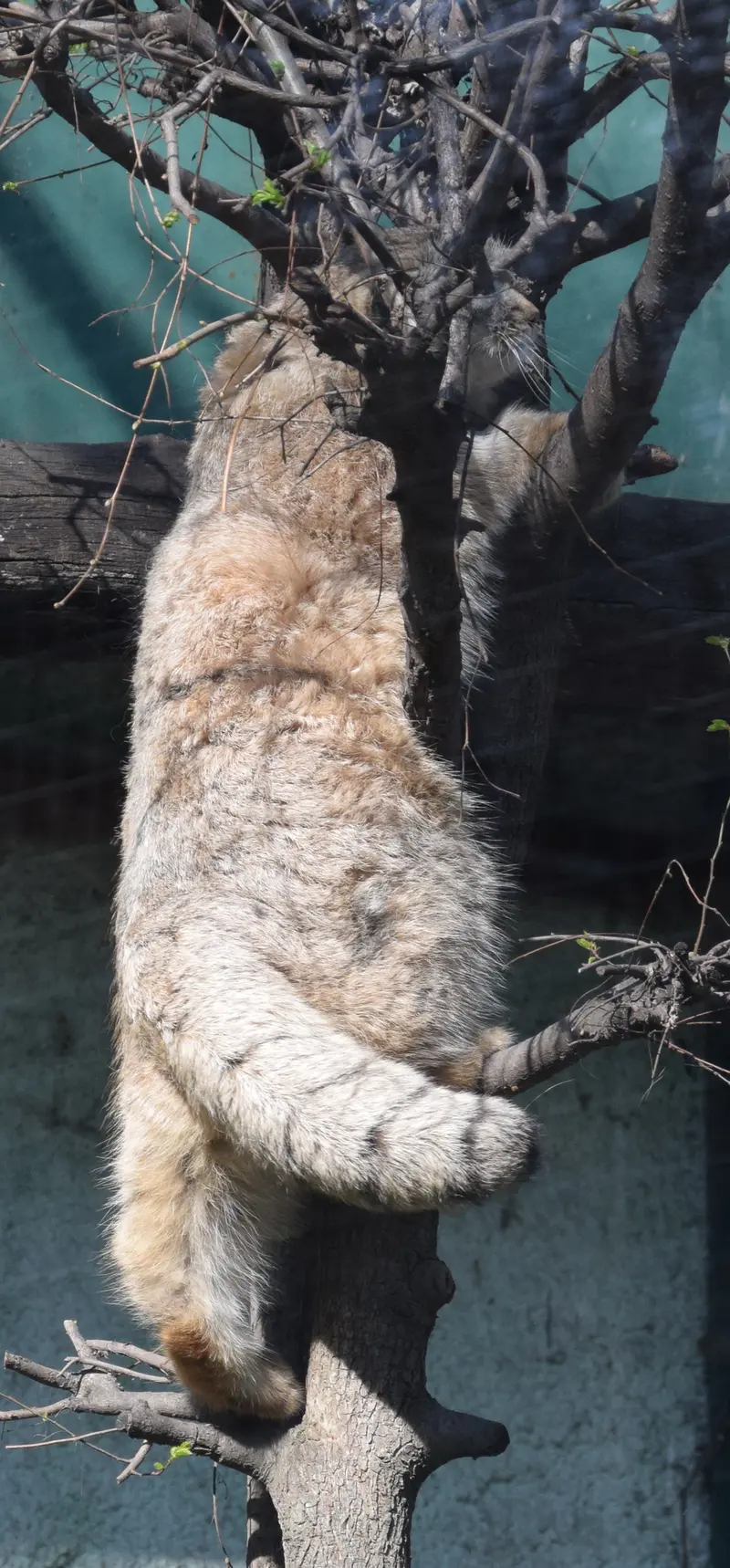 A photograph of Lucy in Budapest Zoo & Botanical Garden