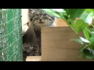 A video of Shiva, Tula, and Aduva in The Big Cat Sanctuary