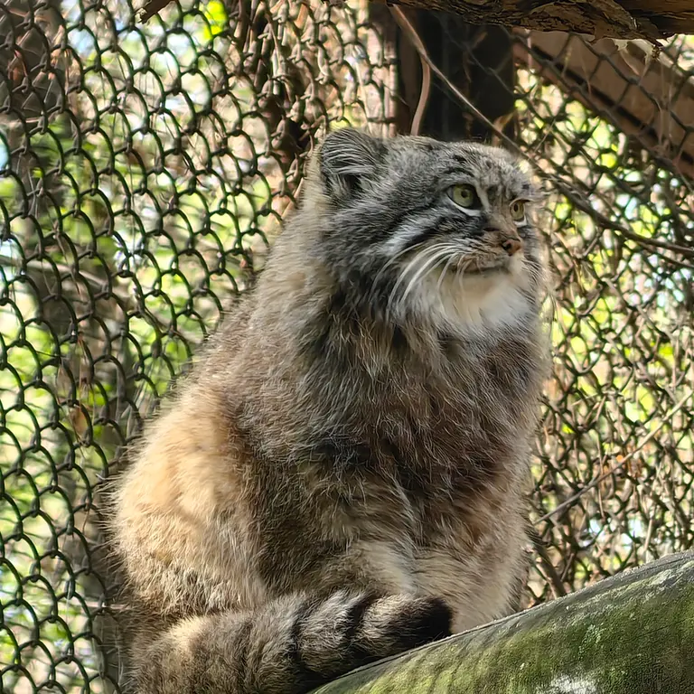 A photograph of Ruf in Novosibirsk Zoo
