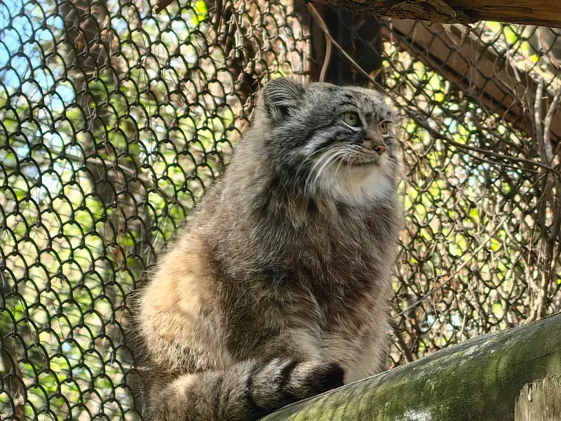 A photograph of Ruf in Novosibirsk Zoo