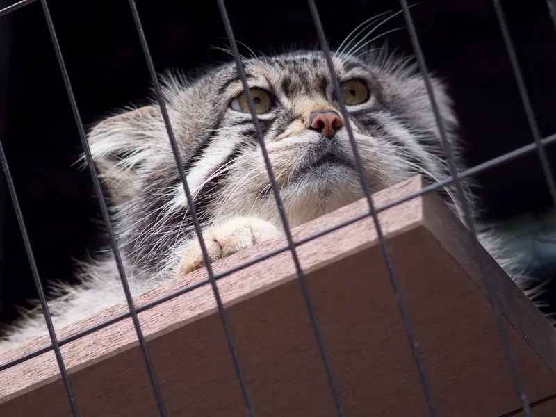A photograph of Grusha in Asahiyama Zoo