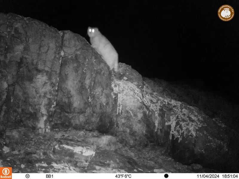 A photograph of Otocolobus manul manul from Aktas-Kunkora camera trap