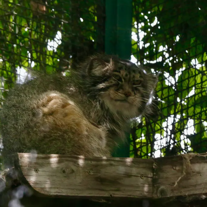 A photograph of Bohus in Budapest Zoo & Botanical Garden