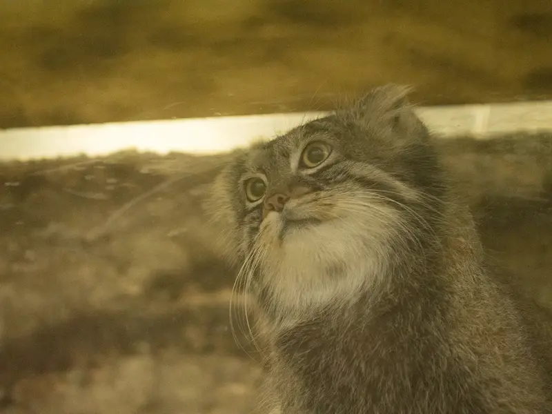 A photograph of Figa in Ueno Zoological Gardens