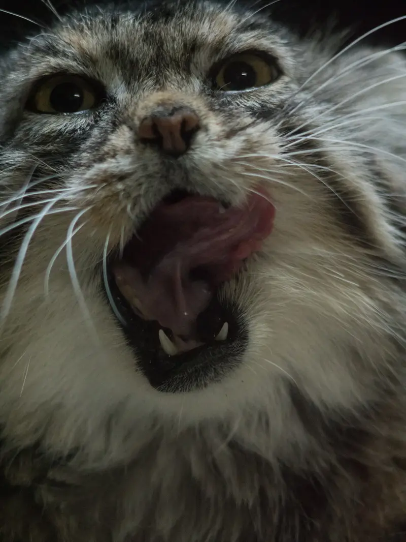 A photograph of Primula in Ueno Zoological Gardens
