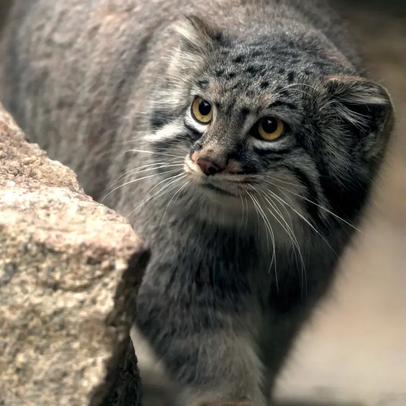 A photograph of Mei in Kobe Animal Kingdom