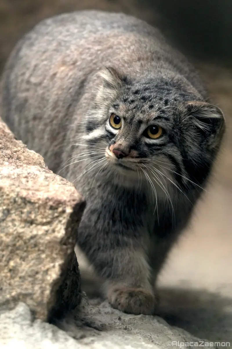 A photograph of Mei in Kobe Animal Kingdom