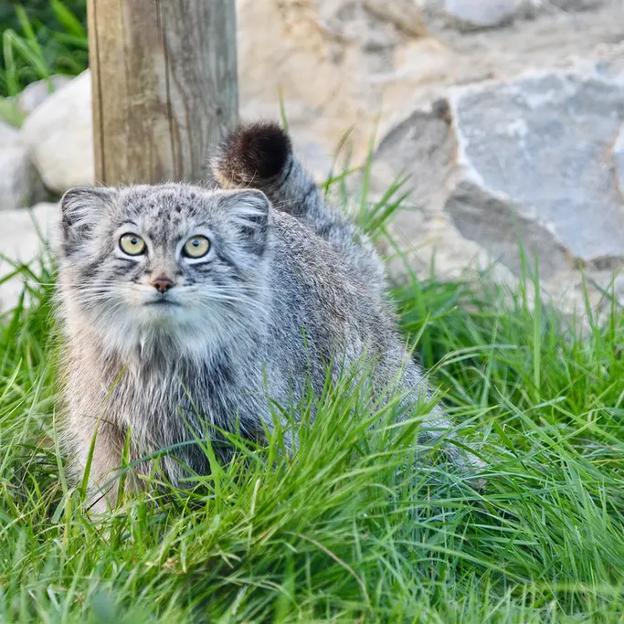 A photograph of Kharaa in Port Lympne Wild Animal Park