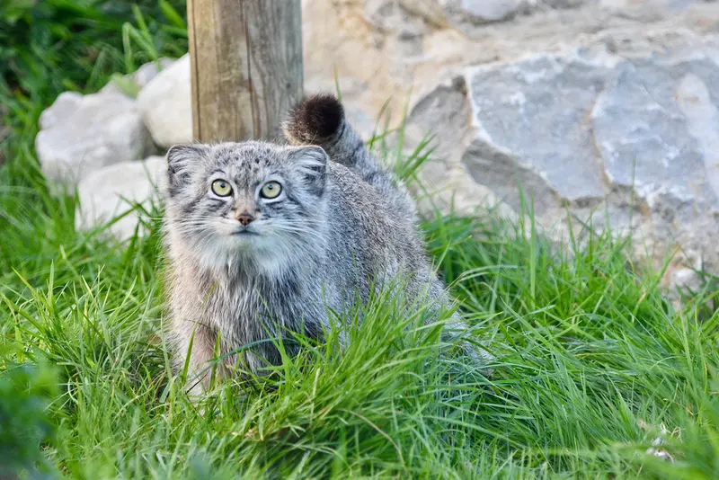 A photograph of Kharaa in Port Lympne Wild Animal Park