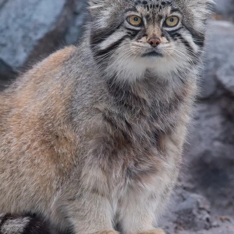 A photograph of Grusha in Asahiyama Zoo