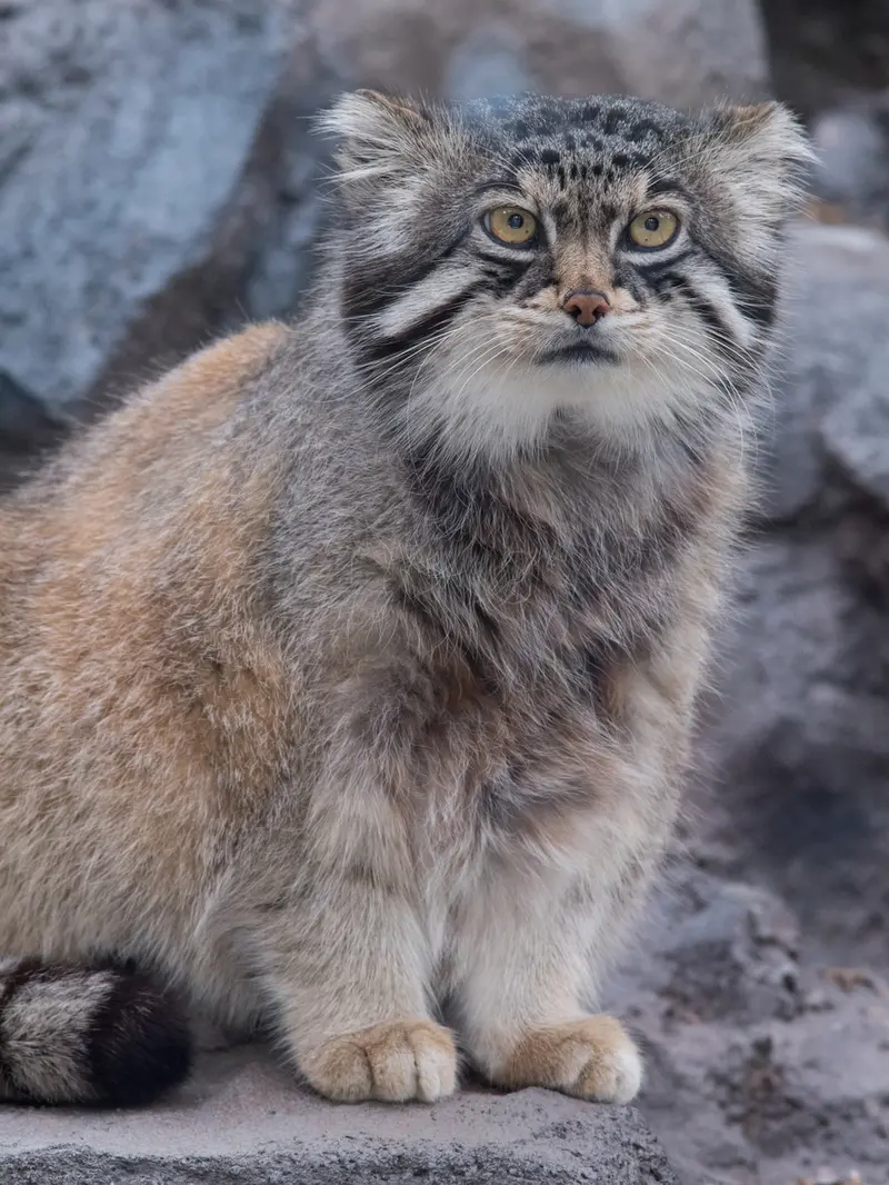 A photograph of Grusha in Asahiyama Zoo