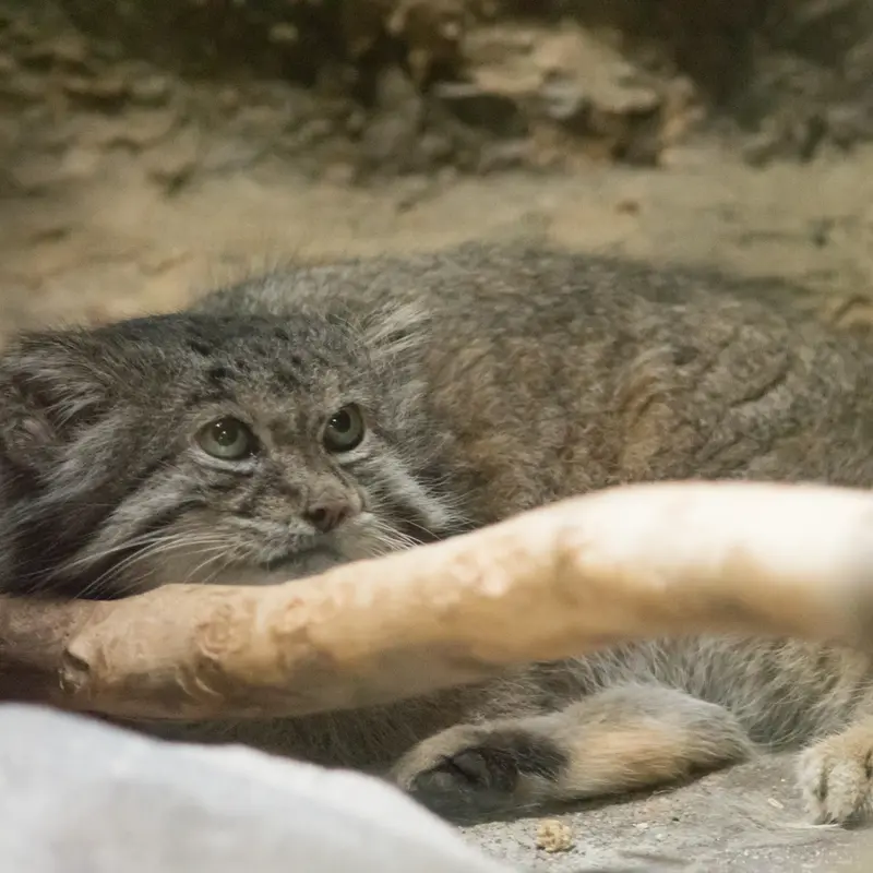 A photograph of Klyon in Ueno Zoological Gardens